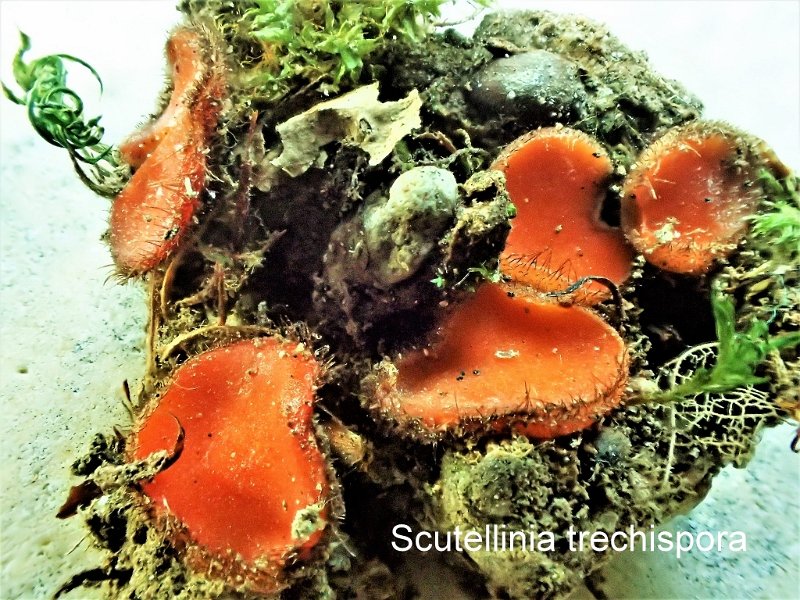 Scutellinia trechispora-amf103.jpg
